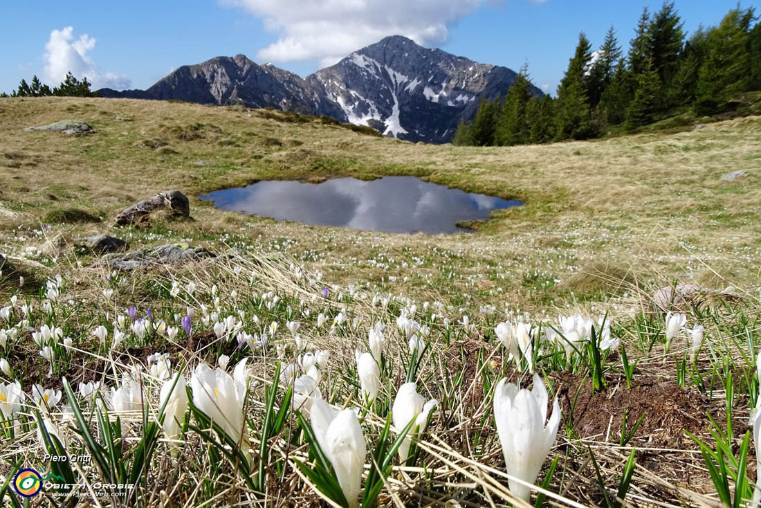 Crocus con vista verso il Pizzo Grande del Menna