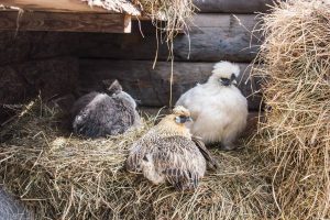 Galline del rifugio