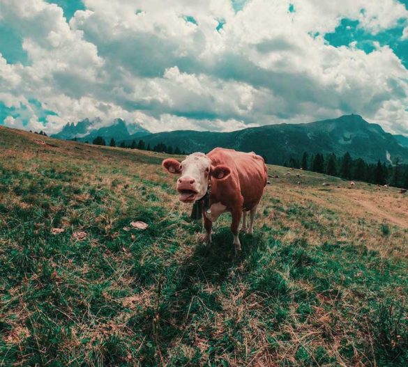 val di fassa fuciade