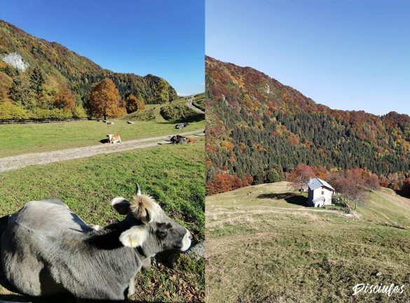 vista da malga grassi
