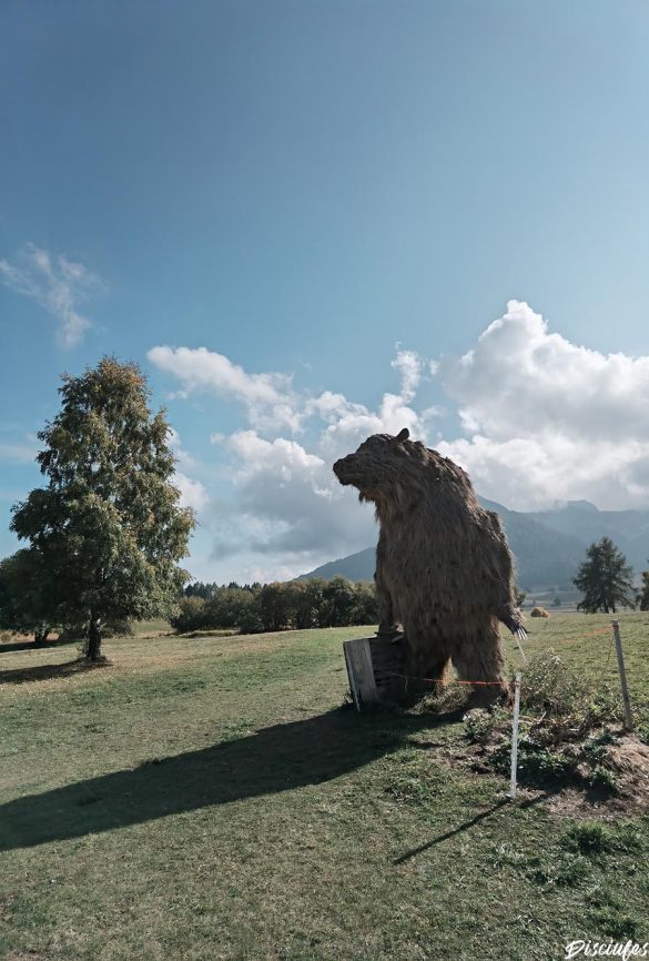 orso del monte bondone